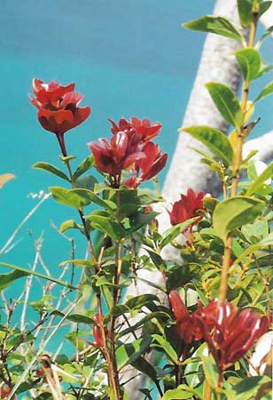 Ocean Beyond Flowers/Na Pali Coast, Kauai/All image sizes