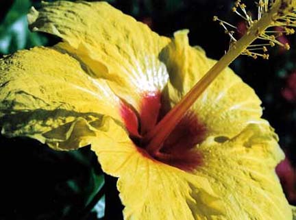 Burst of New Life/Po\'ipu, Kauai/All image sizes