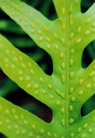 Fern Spores/Hanalei,  Kauai/All image sizes