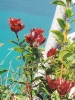Ocean Beyond Flowers/Na Pali Coast, Kauai/All image sizes