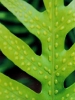 Fern Spores/Hanalei,  Kauai/All image sizes
