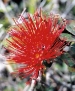 Spiky Red Flower/Kauai Countryside/All image sizes