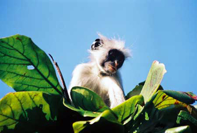 Monkey Business/Jozani Forest, Zanzibar/All image sizes