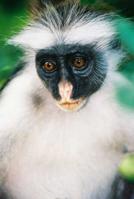 Red Rare Colobus/Jozani Forest, Zanzibar/All image sizes