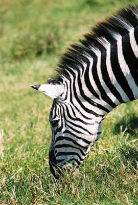 Munch/Ngorogoro Crater, Tanzania/All image sizes