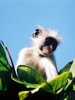 Monkey Business/Jozani Forest, Zanzibar/All image sizes