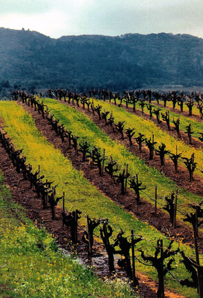 Vinyards When Wet/San Francisco, California/Up to 11x14 image size