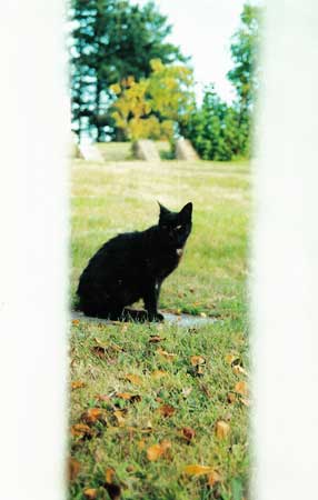 Black Cat Behind Fence/Orcas Island, Washington State/All image sizes