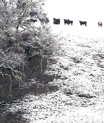 Cows in Snow/Mendocino, California/Up to 11x14 image size