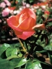 Rich Pink Rose/Portland, Oregon/All image sizes
