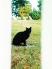 Black Cat Behind Fence/Orcas Island, Washington State/All image sizes