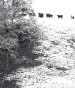 Cows in Snow/Mendocino, California/Up to 11x14 image size