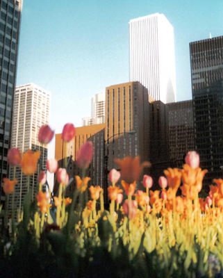 Beyond the Tulips/Chicago, Illinois/Up to 11x14 image size