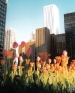 Beyond the Tulips/Chicago, Illinois/Up to 11x14 image size